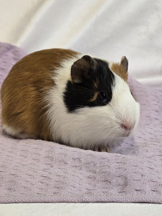 Морские свинки, малыши