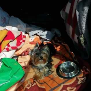 York Terrier suczka mini gotowe do odbioru z  rodowodem !!!