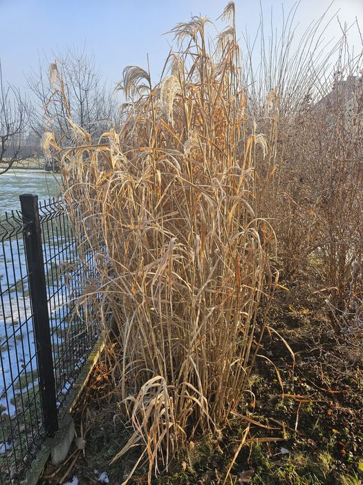 Sadzonki ozdobnej trawy ,,Zibrinus"