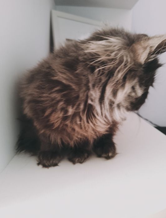 Британець довгошерстний