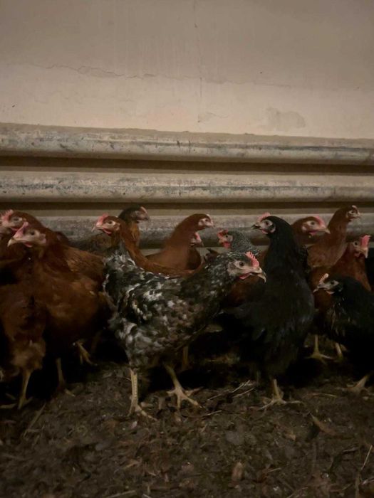 KURY NIOSKI ROSA młode kurki rossa odchowane kura nioska dowóz gratis