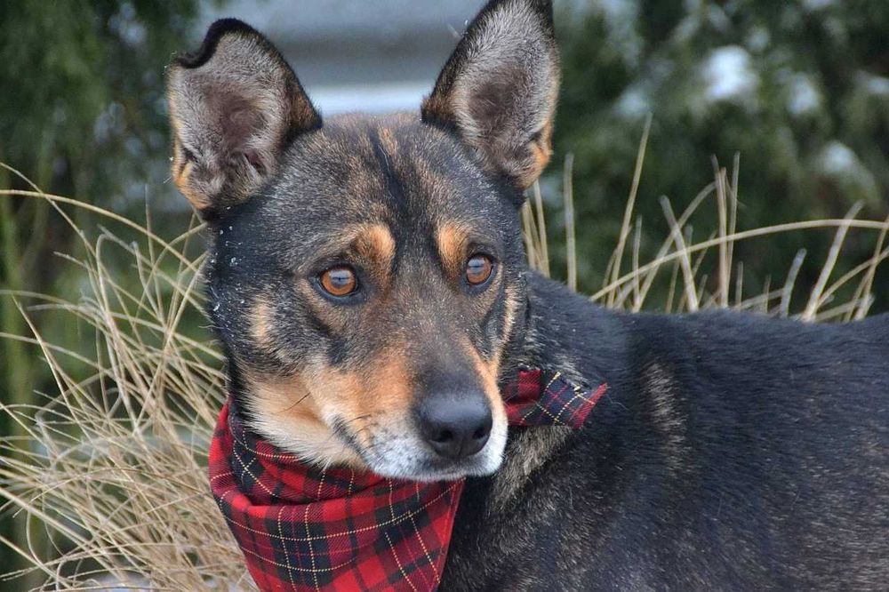 Przekochany, delikatny Andrzejek chciałby być Twoim Andrzejkiem!