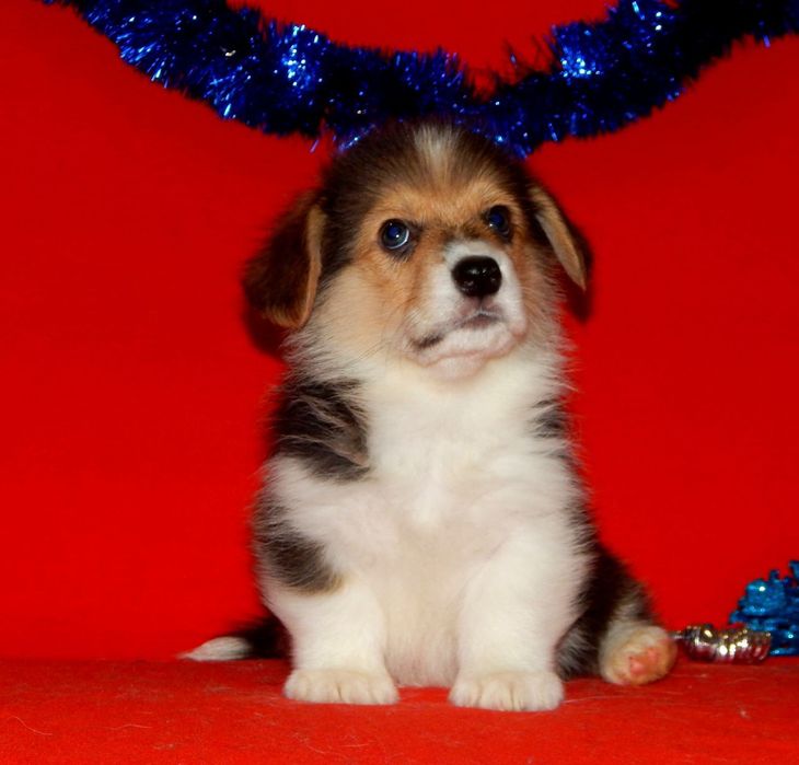 Триколор Вельш Корги Пемброк