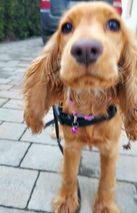 Cocker spaniel angielski