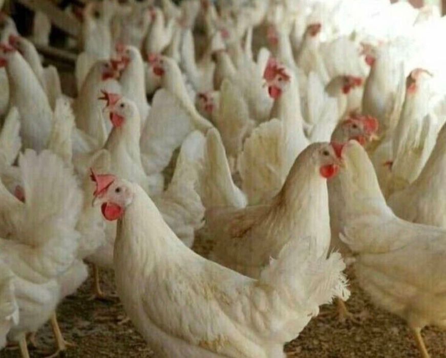 Кури несучка 10 міс продам