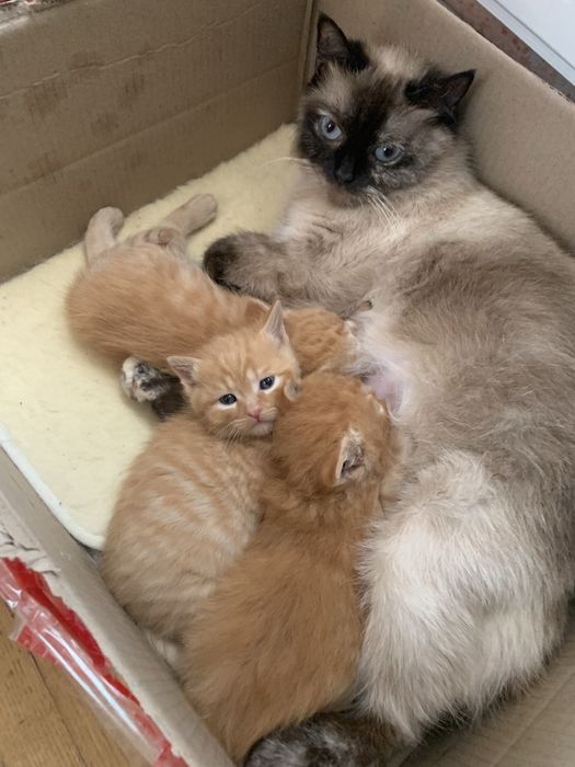 Продам кошенят(2 котика і 1 кішечка)