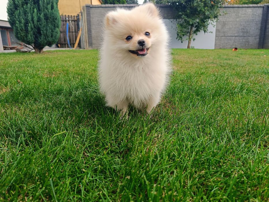 Pomeranian – piękna kremowa suczka