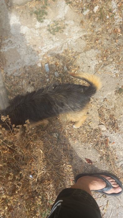 Cães meigos para doar