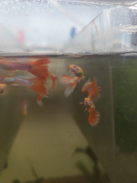 Guppy sky red albinos