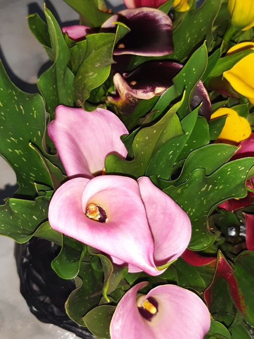 Елегантні кали з красивими квітами