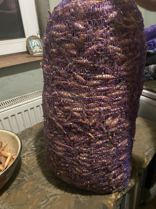 Продам цибулю тиканку довгу