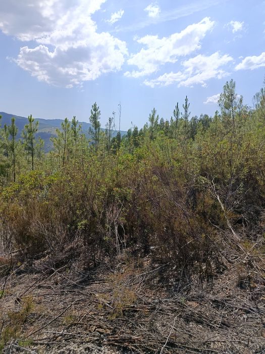 Terreno florestal 11.000 mts