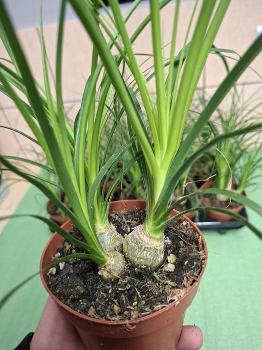 Nolina, Beaucarnea recurvata, Stopa słonia WYSYŁKA