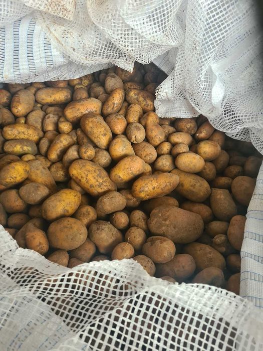 Ziemniaki odpadowe paszowe