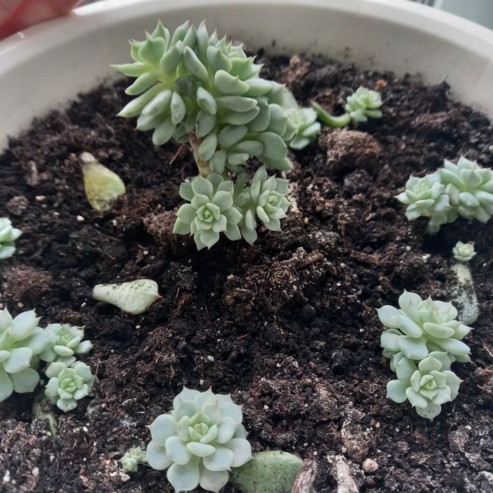 Сукуленты Эхеверия