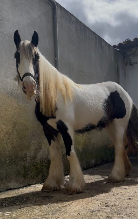 Égua gypsy vanner para venda