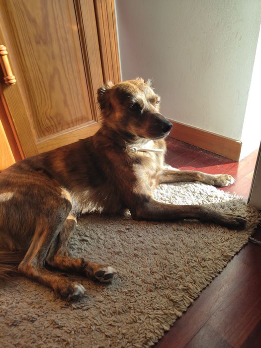 Pet sitting e dog walking no distrito do Porto