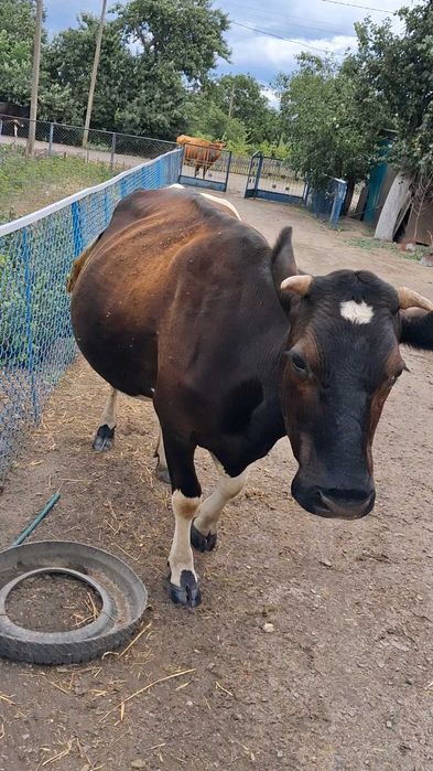 Продам добру корову