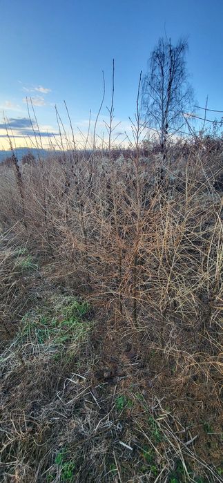 Modrzew europejski do nasadzenia  , na podkładkę 150-200cm