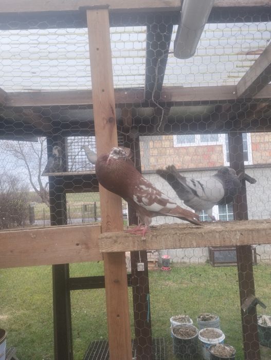 Garłacze koroniaste zamojskie staropolskie gołębie ozdobne