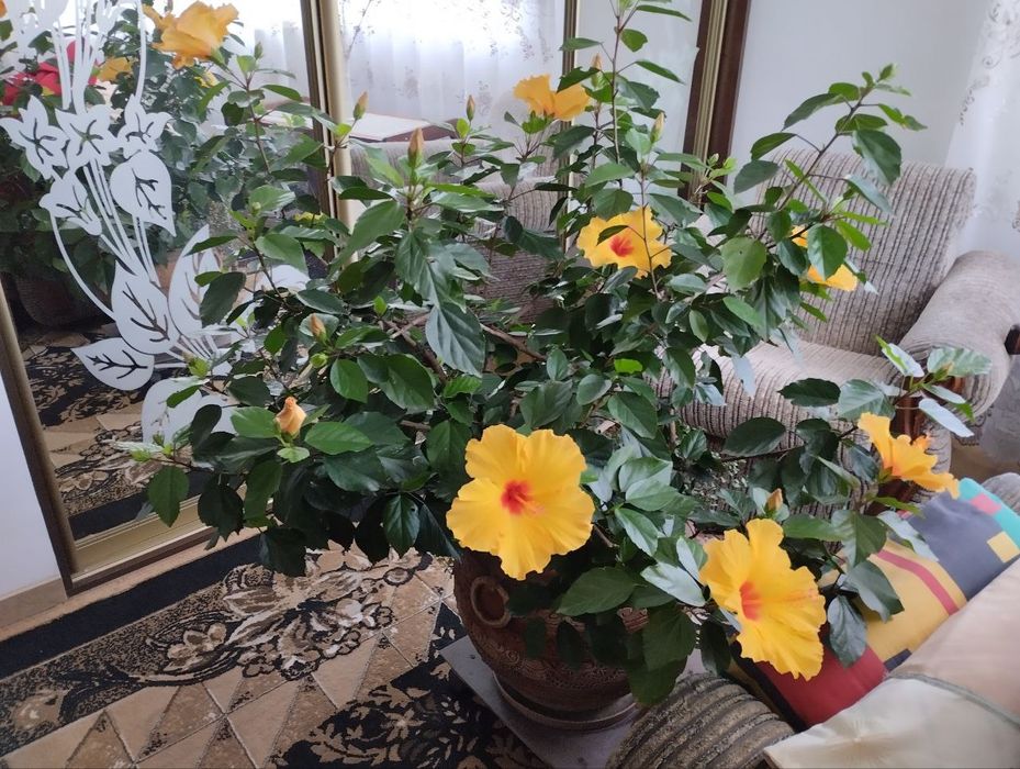 Гібіскус Кіото жовтий (Китайська роза), висота 130 см.