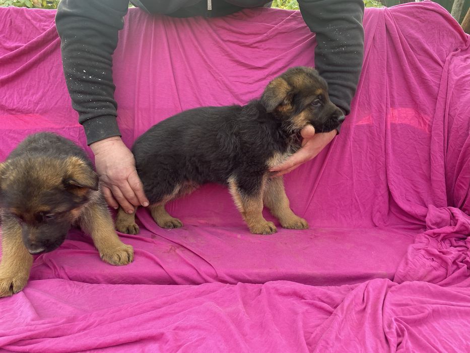 Німецька вівчарка