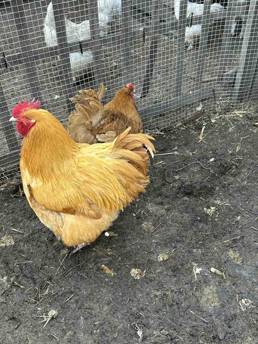 Яйце кур Ломан Вайт імпорт