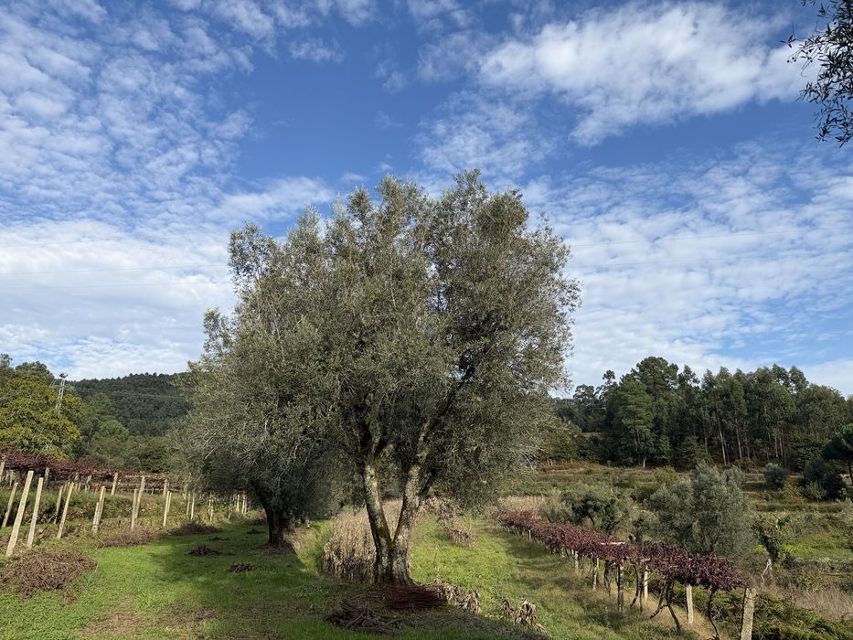 Oliveiras Centenárias