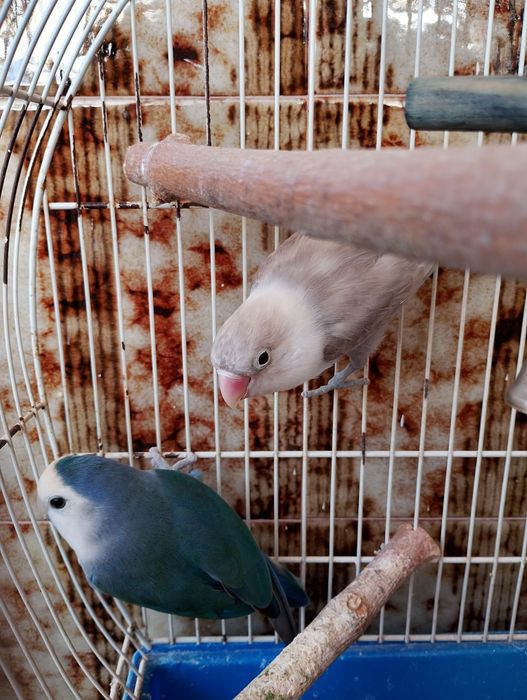 Casal de agapórnis / lovebirds