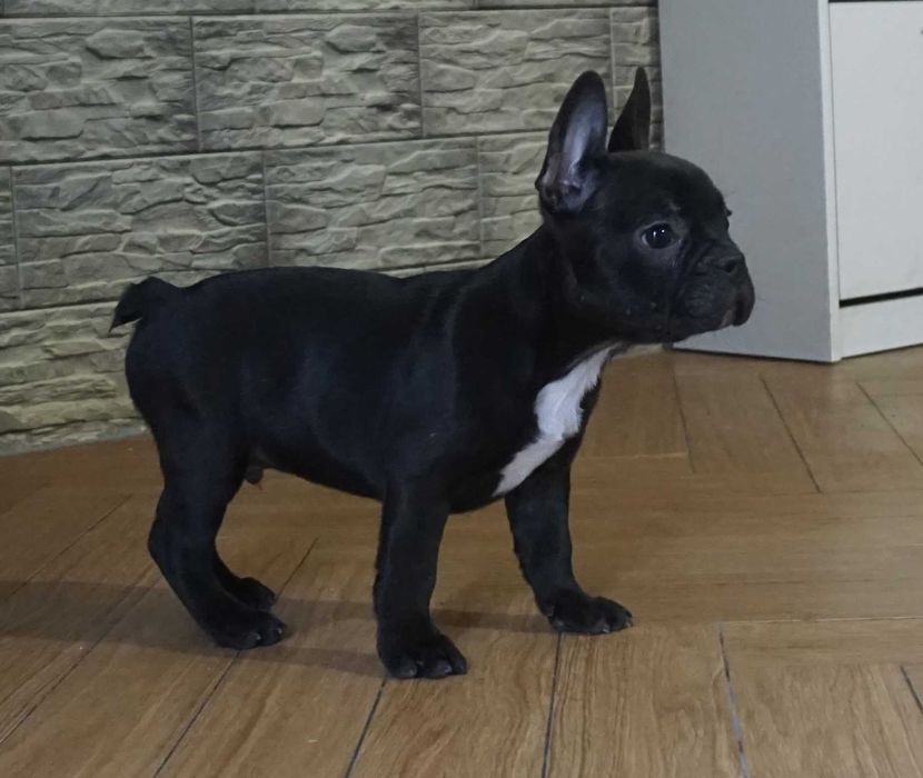 czarny krecik  z białym piesek buldog francuski