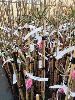 Róża Pienna doniczka 5L