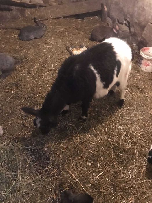 Коза кітна дві штуки