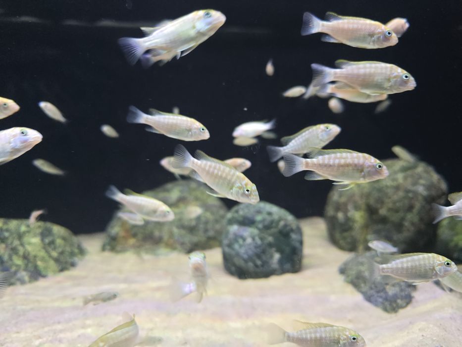 Petrochromis macrognathus