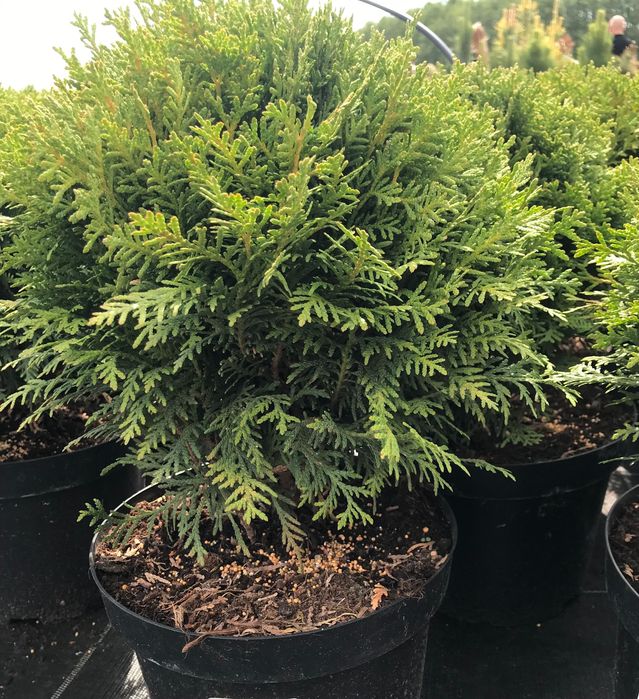 Tuja Danica , Mirjam , Horseri, Szmaragd, Brabant, Tuja książkowa