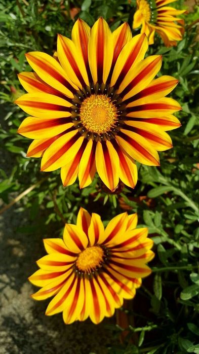 Ромашки африканські. Насіння