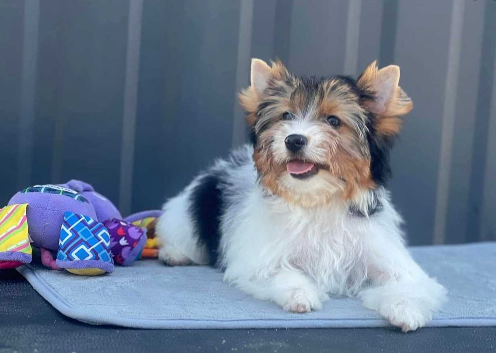 Дівчинка бівер йорк 3-5 місяці