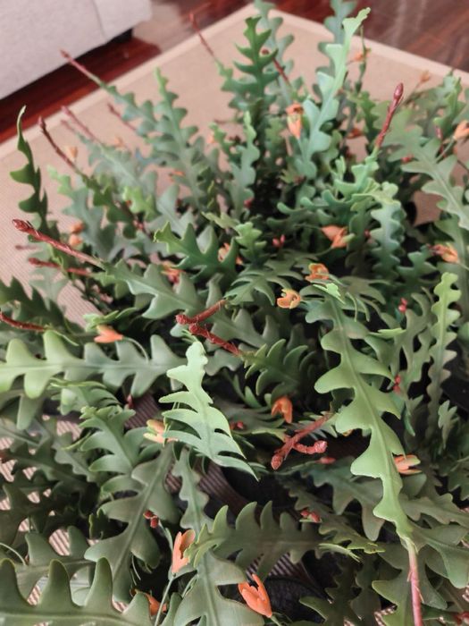 Plantas artificail em vaso, epifilium