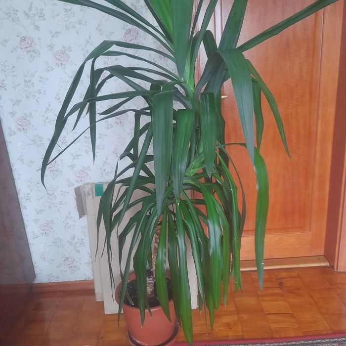 Продам юкку самовывоз, Оболонь