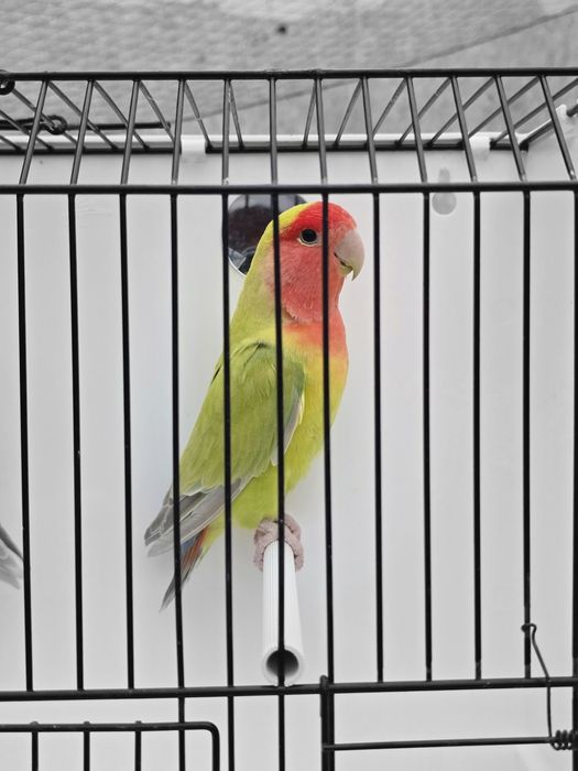 Agapornis Roseicollis Machos