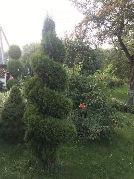 Продам туя смарагд зформована спіраллю