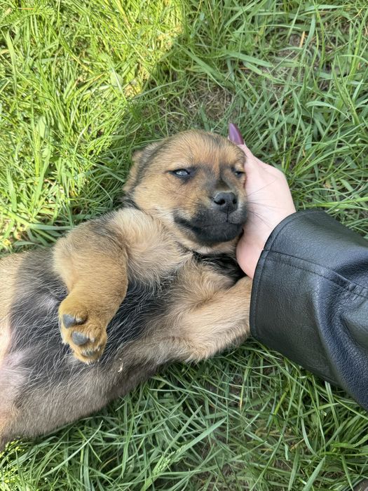oddam w dobre ręce szczenięta samce