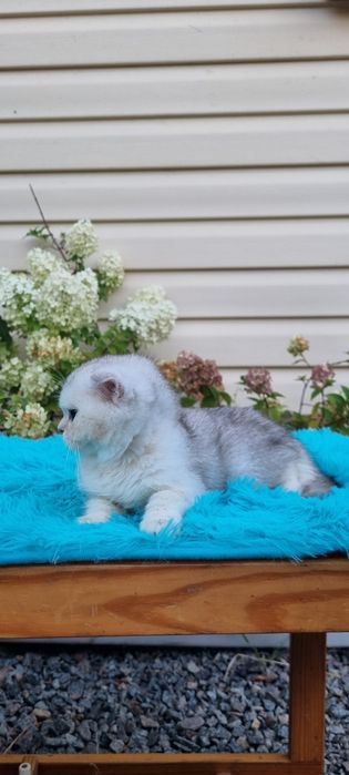 шотландские котята
