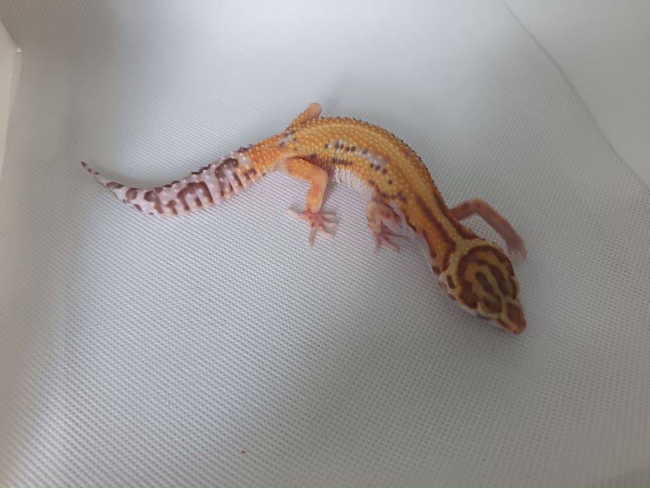Gekon Lamparci Bell Albino nr ref. EM0525