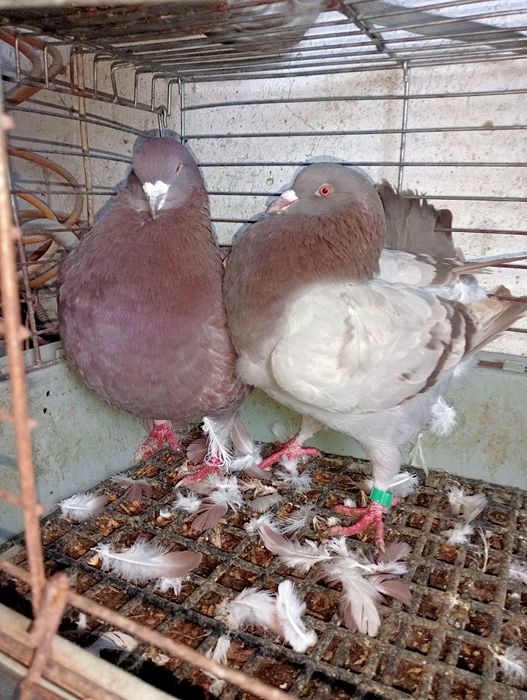 Sprzedam gołębie kingi para