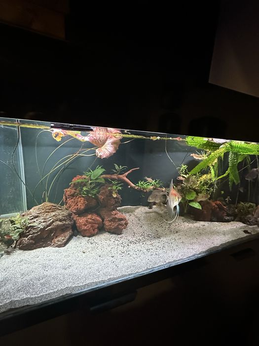 Akwarium  Optiwhite 370 l z życiem  skylight hiper  bar 2x