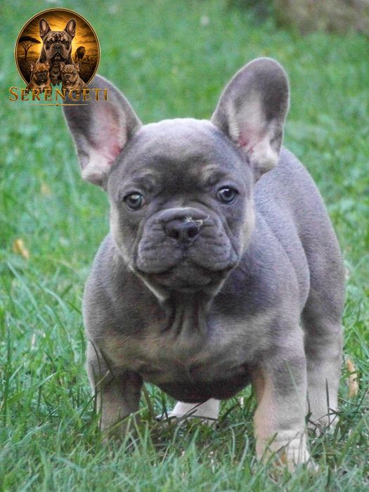 Buldog Francuski - mocny samiec