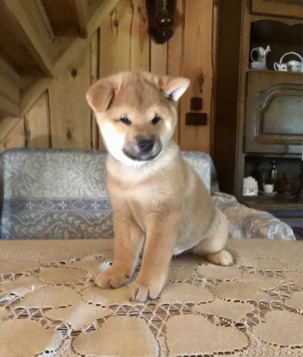 Shiba Inu, WYŚNIONY Rajsobie(FCI), piękny chlopczyk.