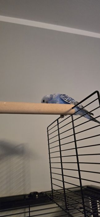 Papugi klatka woliera