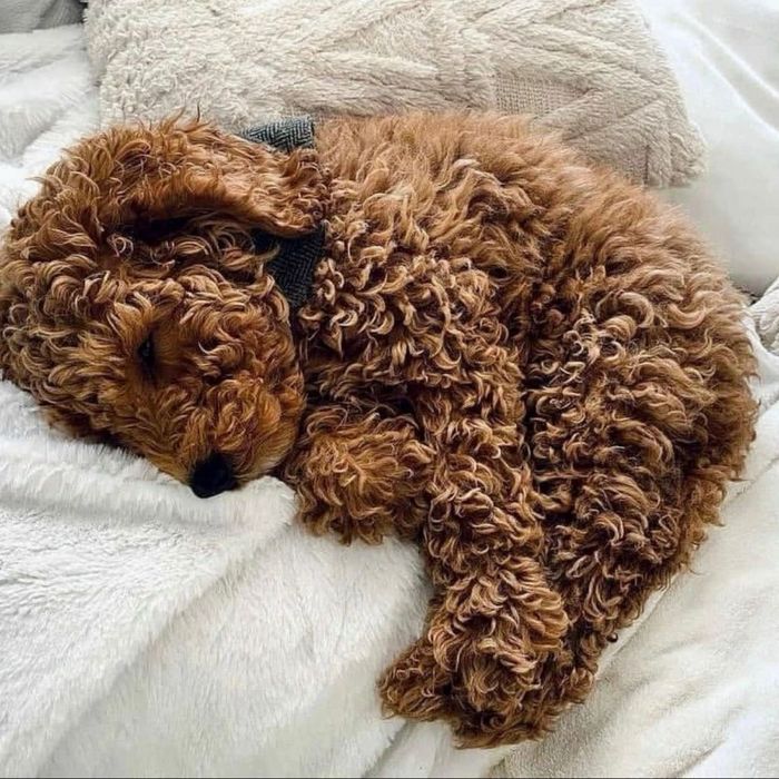 Мальтипу Мини PREMIUM