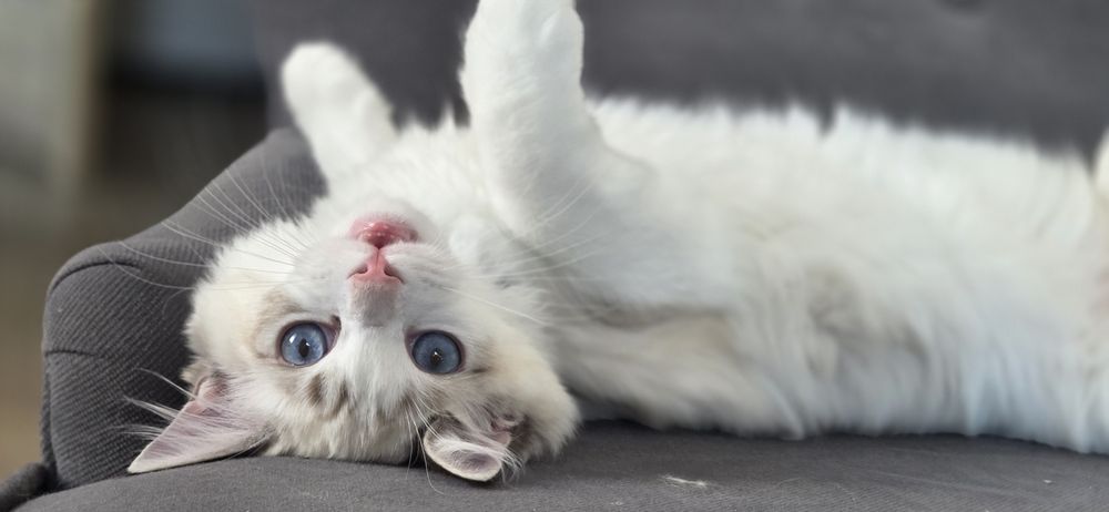 PIĘKNY Kot RAGDOLL z rodowodem FPL